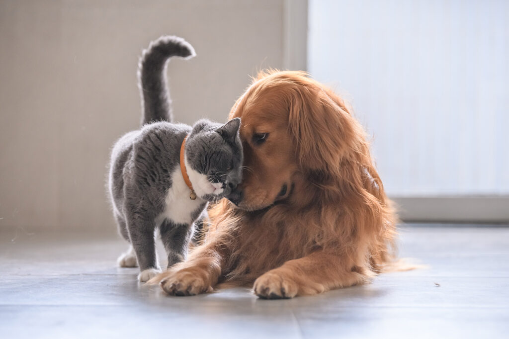 Dog and cat snuggle indoors Safe Harbor Animal Sanctuary Southeast Missouri