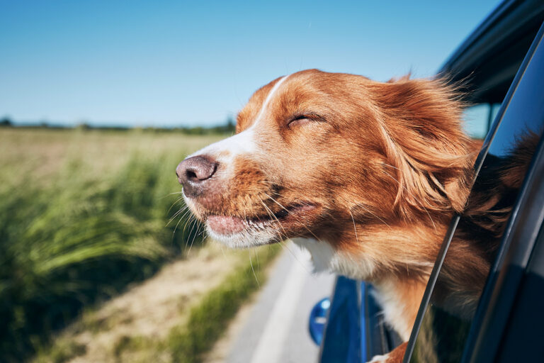 A dog sticks his head out of a car window Safe Harbor Animal Sanctuary Southeast Missouri