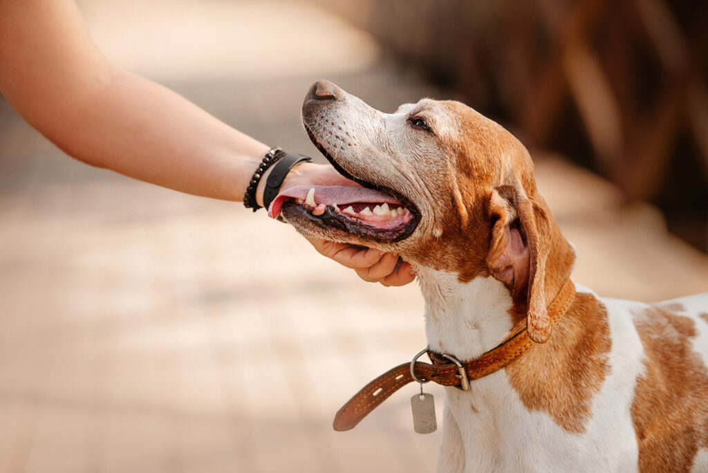 Dog getting pet by his human Safe Harbor Animal Sanctuary Southeast Missouri